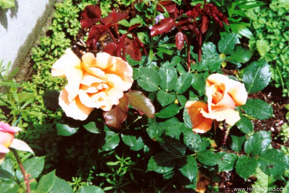'Just Joey (Hybrid Tea, Cants, 1972)' rose, click to enlarge 'Just Joey (Hybrid Tea, Cants, 1972)' rose photo