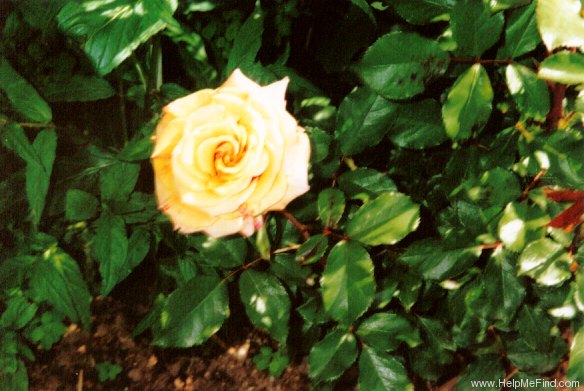 'Singing in the Rain' rose photo