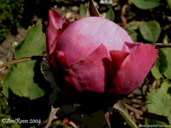 'Abbé Berlèze (hybrid perp., Guillot, 1864)' rose photo