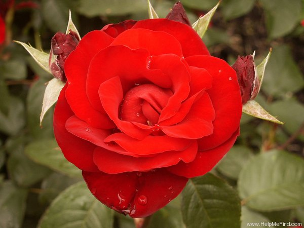 'Pussta' rose photo