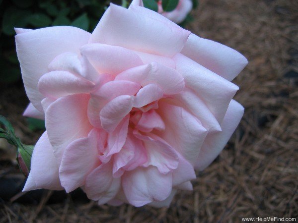 'G. Nabonnand (Tea, Nabonnand 1888)' rose photo