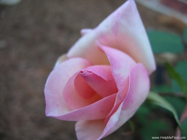 'G. Nabonnand (Tea, Nabonnand 1888)' rose photo