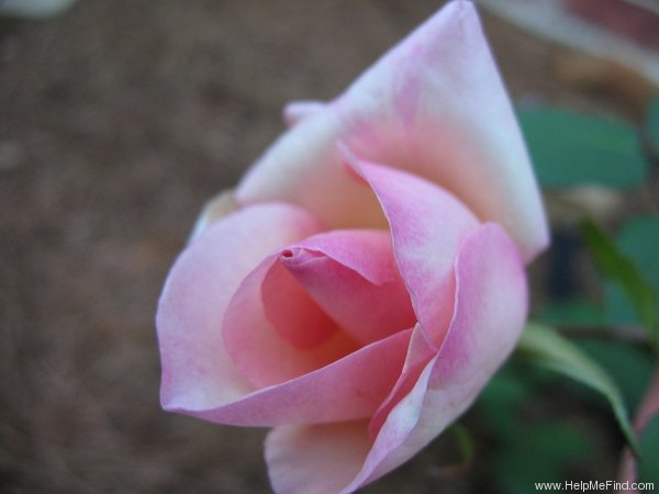 'G. Nabonnand (Tea, Nabonnand, 1888)' rose photo