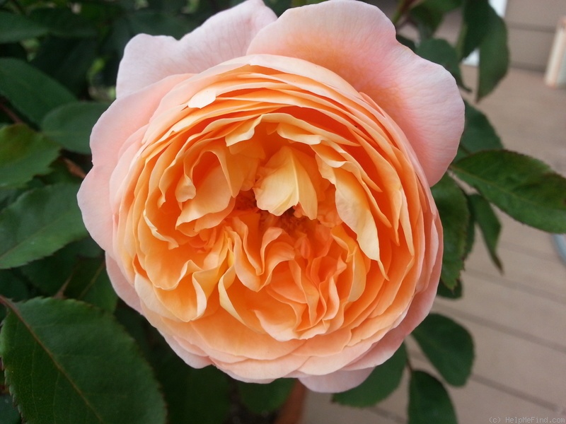 'Lady Emma Hamilton' rose photo