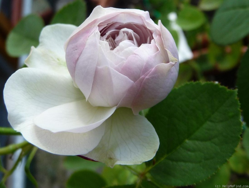 'Freiburger Bächle' rose photo