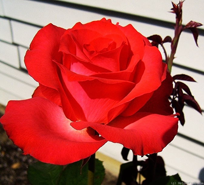 'Erin Elizabeth' rose photo