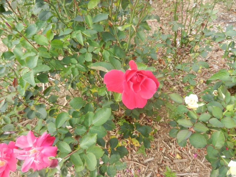 'Red Dream' rose photo