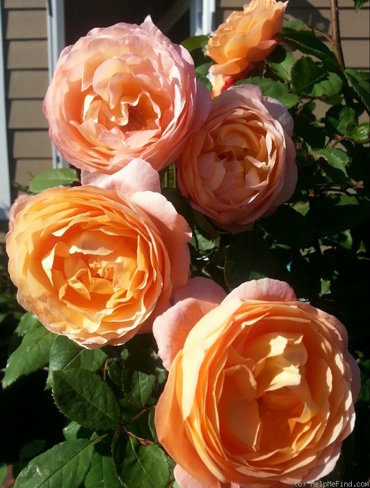 'Lady Emma Hamilton' rose photo