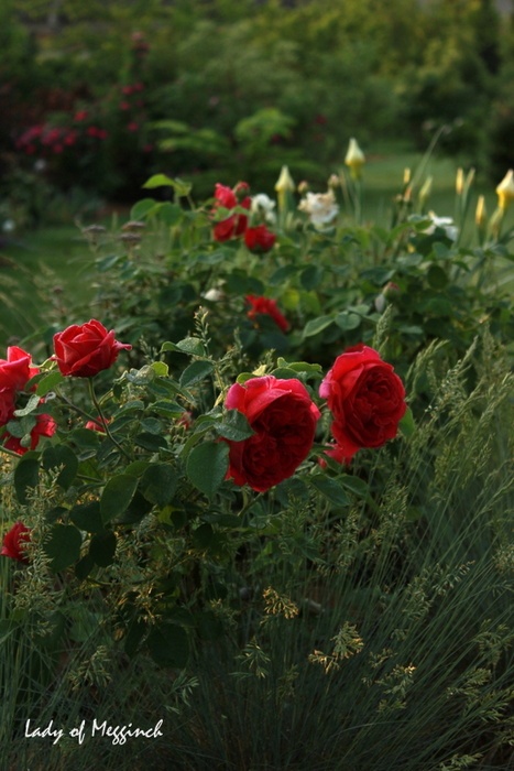 'Lady of Megginch' rose photo