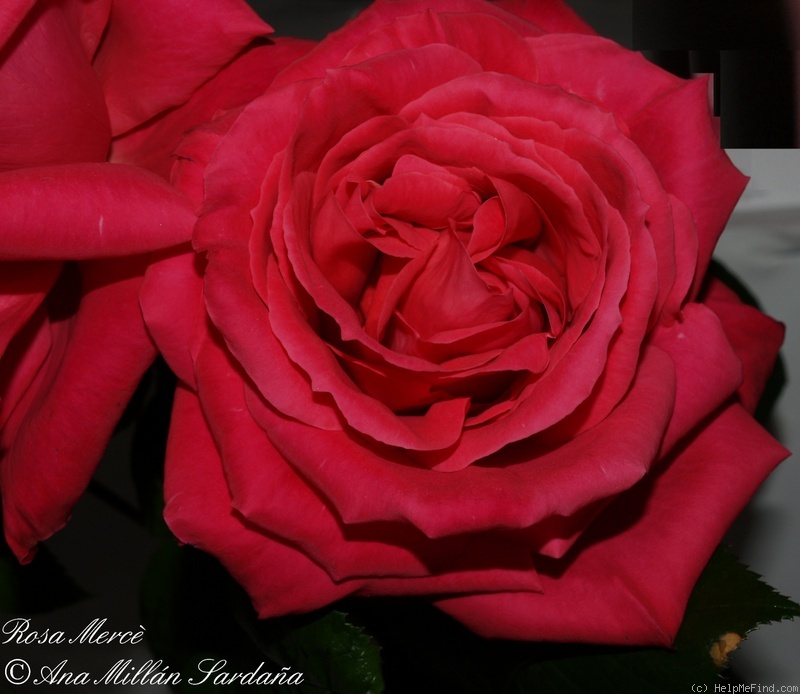 'Mercè' rose photo