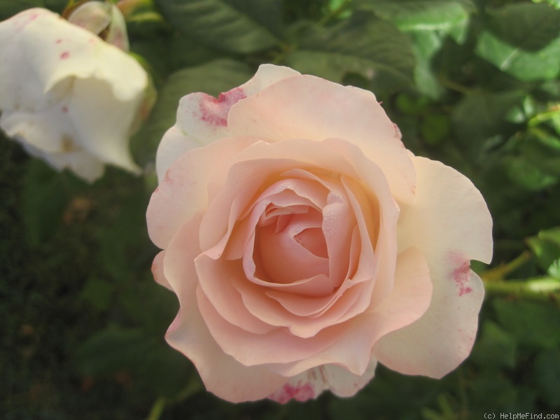 'Cool Breeze' rose photo