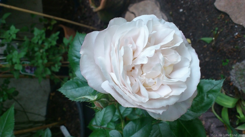 'Herkules ®' rose photo