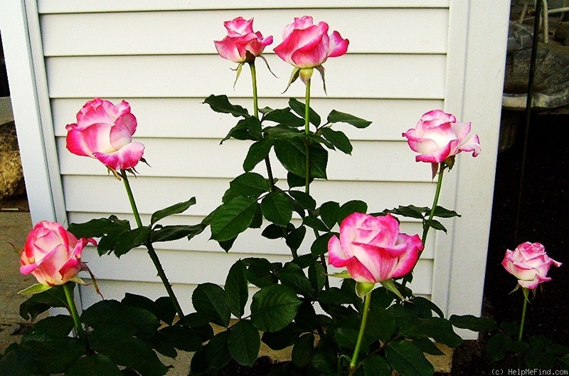 'Bold and Beautiful (hybrid tea, Wright 2010)' rose photo