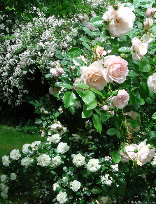 'Martine Guillot ®' rose photo