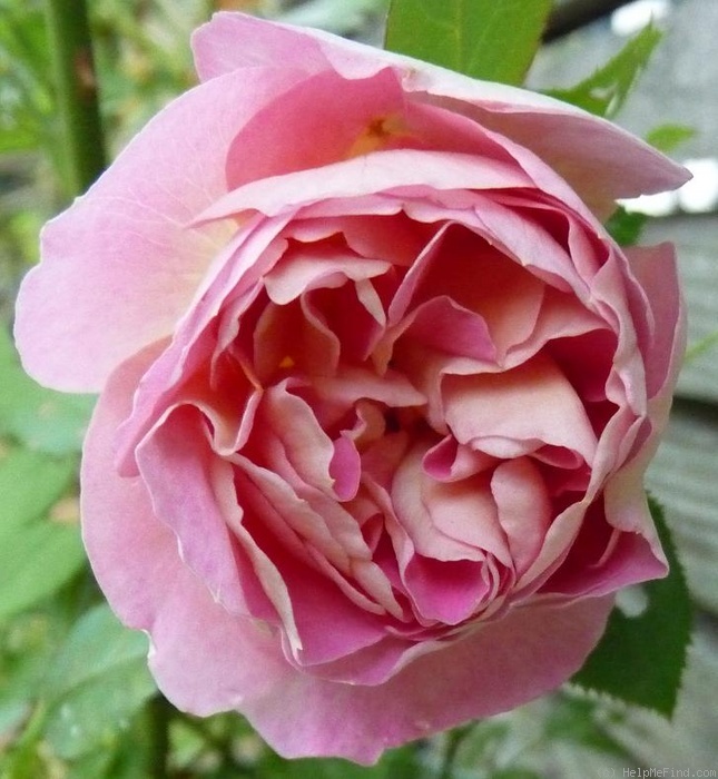 'Roseneck' rose photo