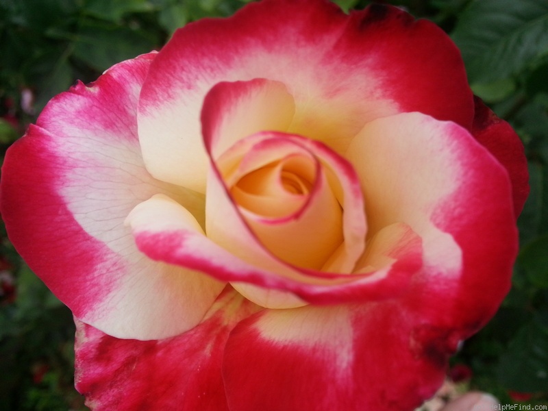 'Double Delight ®' rose photo