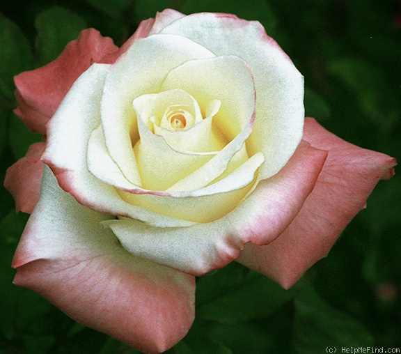 'Lynette' rose photo