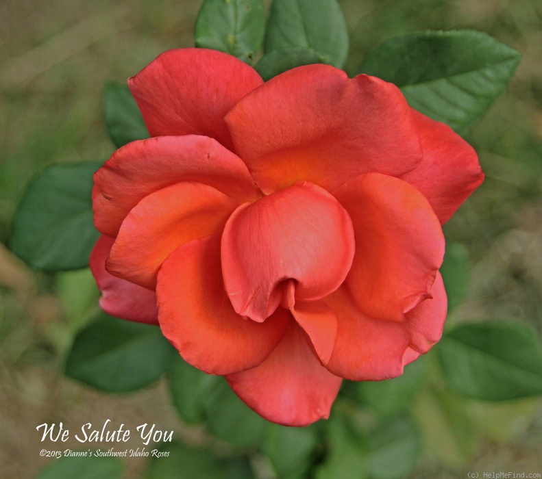 'We Salute You ™' rose photo