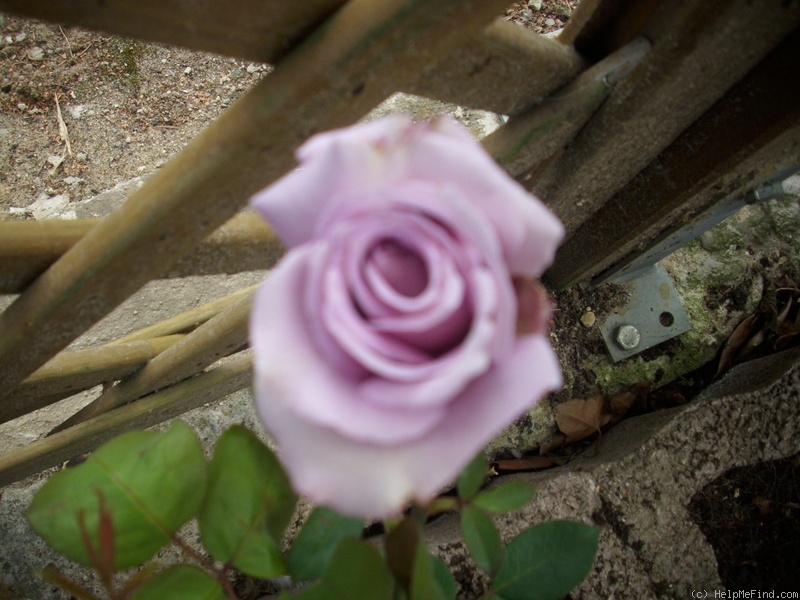 'Indigoletta' rose photo