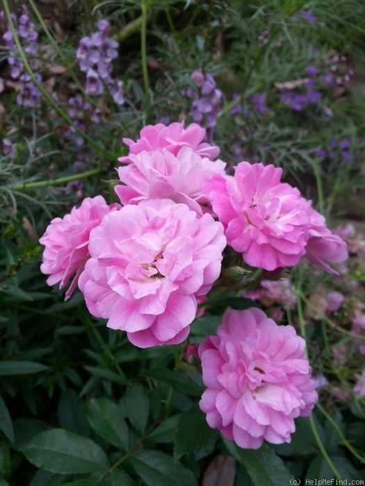 'Otto Linne' rose photo