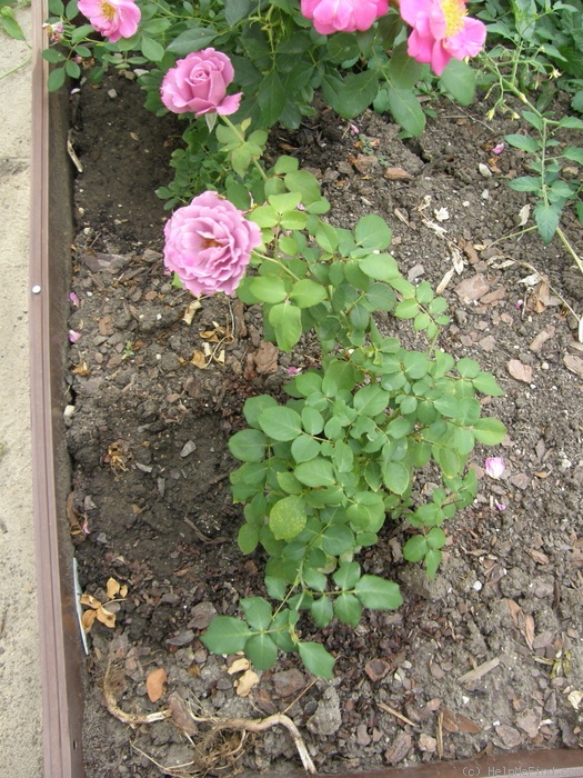 'Angel Face (floribunda, Swim & Weeks 1968)' rose photo