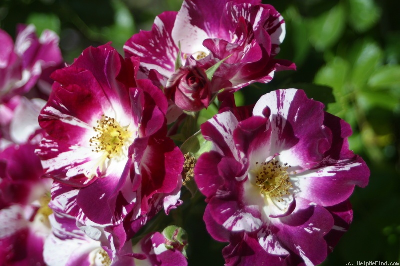 'Purple Splash ®' rose photo