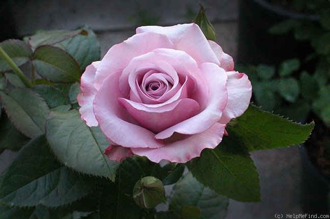 'Neptune ™ (hybrid tea, Carruth, 2003)' rose, click to enlarge 'Neptune ™ (hybrid tea, Carruth, 2003)' rose photo