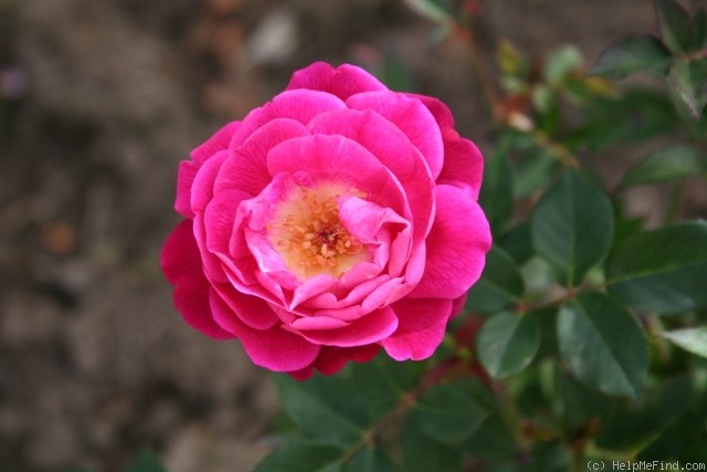 'Slater's Crimson China' rose photo