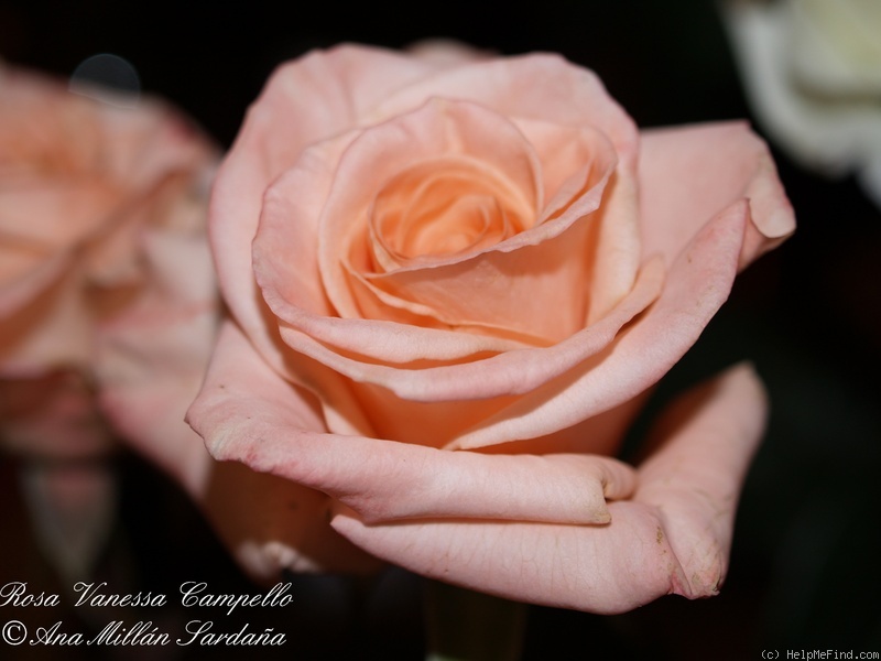 'Vanessa Campello ®' rose photo