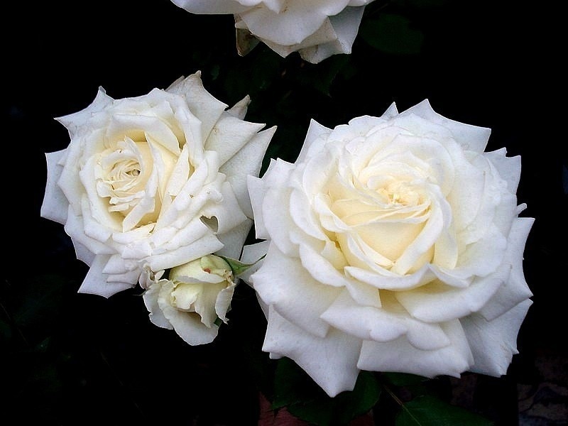 'Pape Jean Paul II ®' rose photo