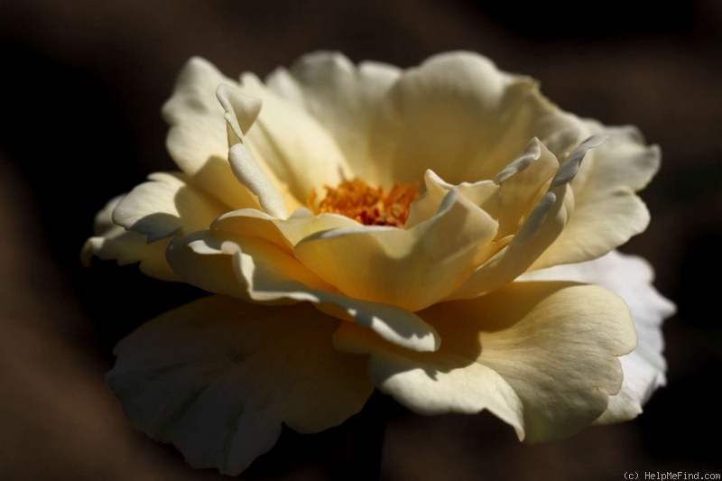 'Natural Blonde' rose photo