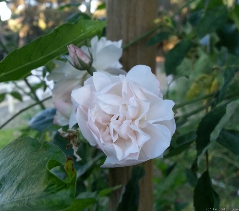 'The Charlestonian' rose photo