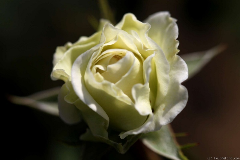 'Elara' rose photo