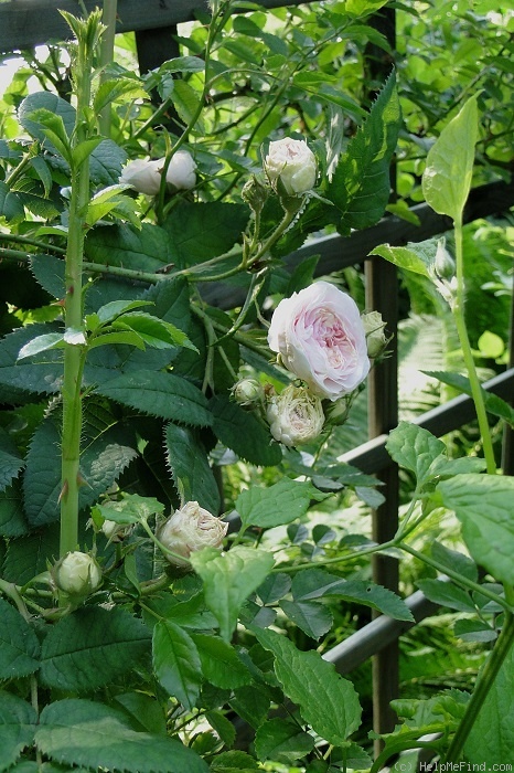 'Félicité Parmentier' rose photo