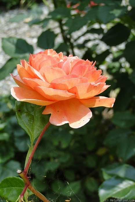 'Pat Austin ™' rose photo