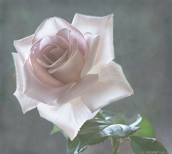 'Stainless Steel ™' rose, click to enlarge 'Stainless Steel ™' rose photo
