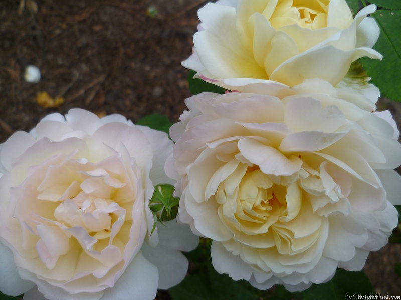 'André Brichet' rose, click to enlarge 'André Brichet' rose photo