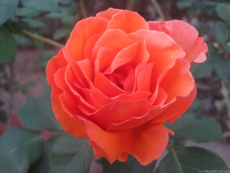 'Bronze Star ™ (hybrid tea, Weeks, 2000)' rose photo