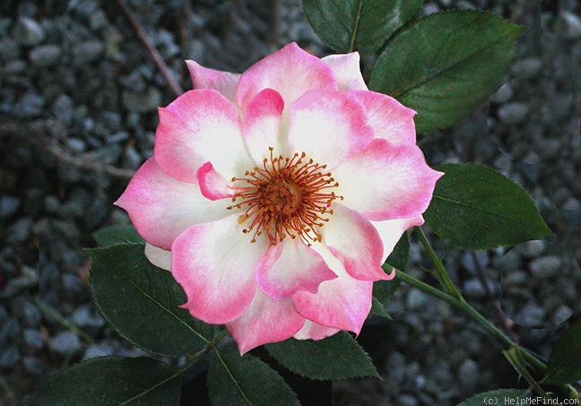 'Sweet Vivien' rose photo