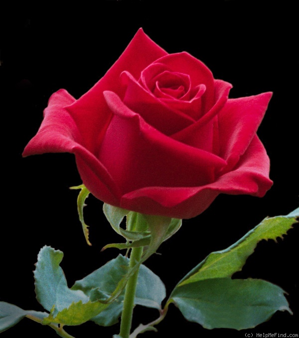 'Veterans' Honor®' rose photo