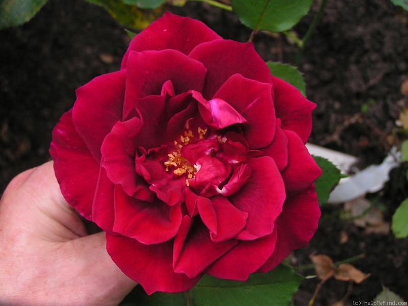 'Étoile de Hollande' rose photo