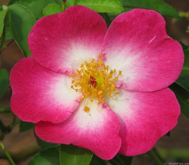 'Raspberry Bouree' rose photo