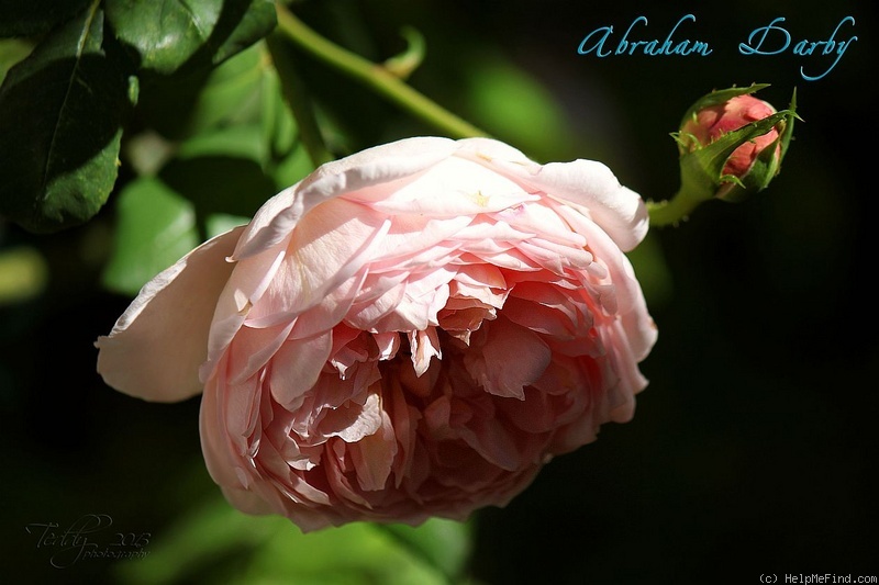 'Abraham Darby' rose photo