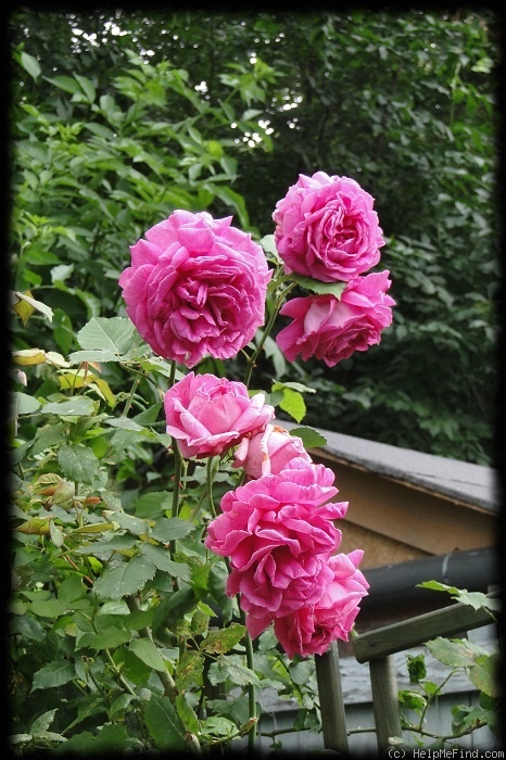 'Madame Isaac Pereire (Bourbon, Garcon, 1876)' rose photo