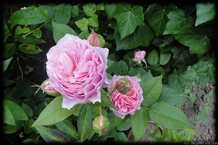 'Gartenträume ®' rose photo