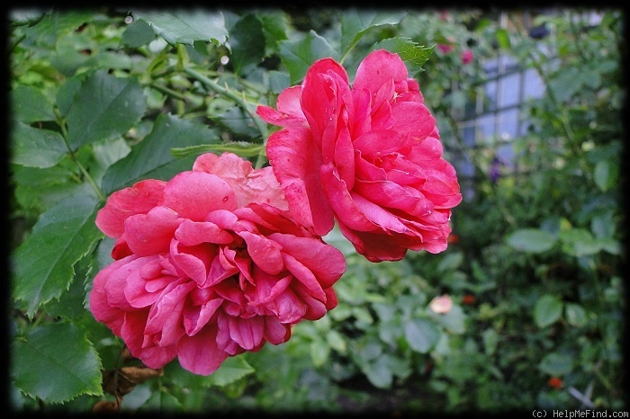 'Rosarium Uetersen' rose photo