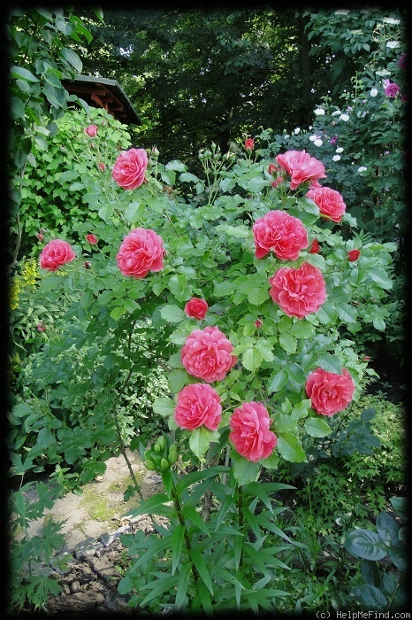 'Rosarium Uetersen' rose photo