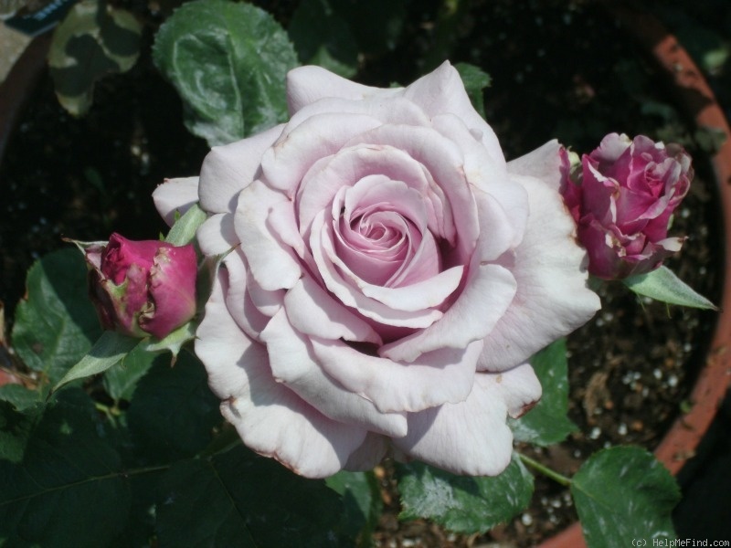 'Neptune ™ (hybrid tea, Carruth, 2003)' rose photo