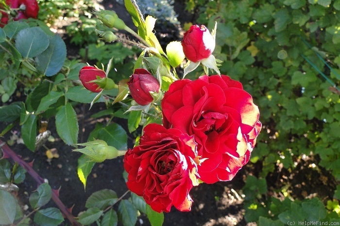 'Amadeus ™ (LCl, Kordes 2003)' rose, click to enlarge 'Amadeus ™ (LCl, Kordes 2003)' rose photo