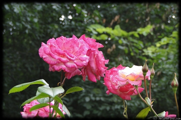 'Händel (Large Flowered Climber, McGredy 1960)' rose photo